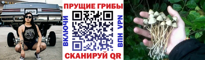 Псилоцибиновые грибы прущие грибы  kraken ONION  Петровск-Забайкальский 